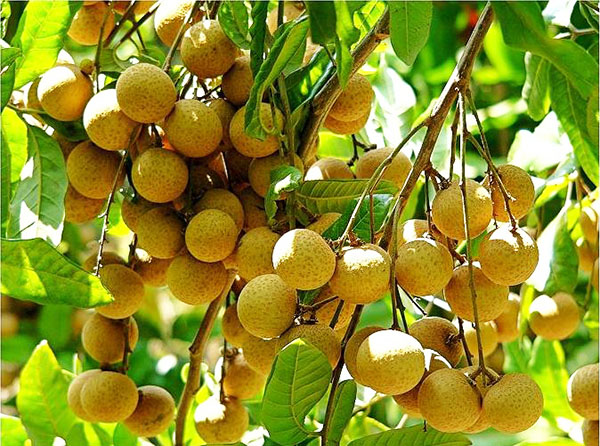 龍眼豐收