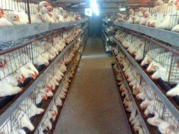 養雞場采暖
